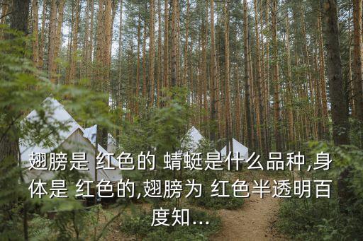 翅膀是 紅色的 蜻蜓是什么品種,身體是 紅色的,翅膀為 紅色半透明百度知...