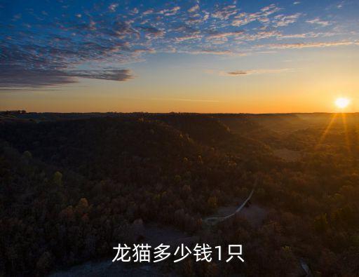 龍貓多少錢(qián)1只