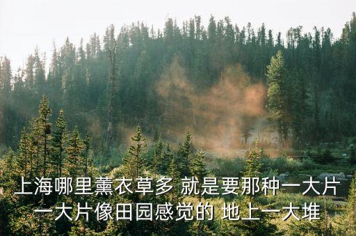 上海哪里薰衣草多 就是要那種一大片一大片像田園感覺的 地上一大堆