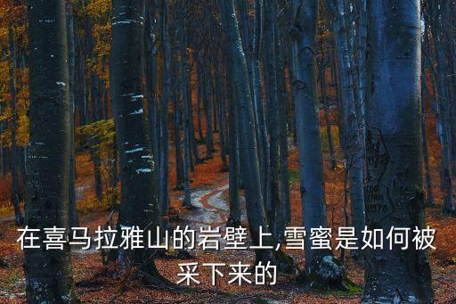 在喜馬拉雅山的巖壁上,雪蜜是如何被采下來的