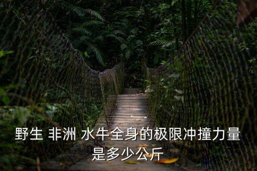 非洲野水牛,非洲水牛是非洲草原最大的動物之一