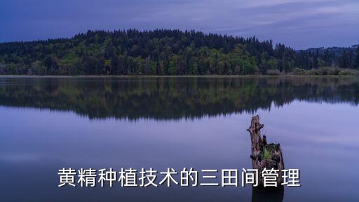 黃精的種植技術，黃精種植技術的一選地整地