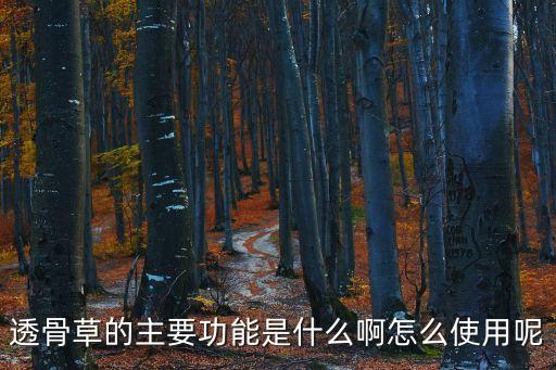 透骨草的功效，透骨草的主要功能是什么啊怎么使用呢