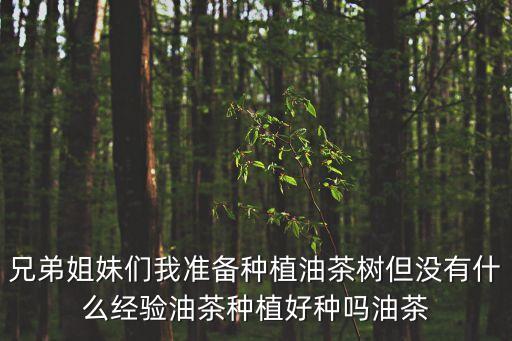 兄弟姐妹們我準備種植油茶樹但沒有什么經驗油茶種植好種嗎油茶