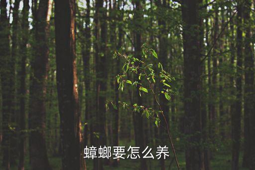 養(yǎng)殖蟑螂，蟑螂要怎么養(yǎng)