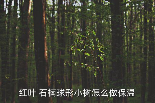 球花石楠,紅葉石楠球分布范圍及適應性等不同