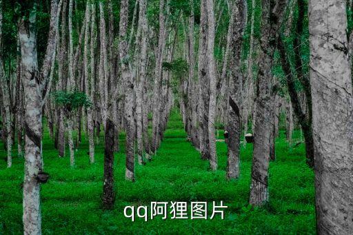 qq阿貍圖片