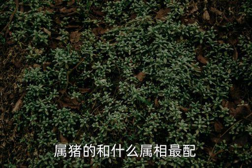 屬豬的和什么屬相最配