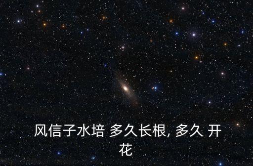  風信子水培 多久長根, 多久 開花