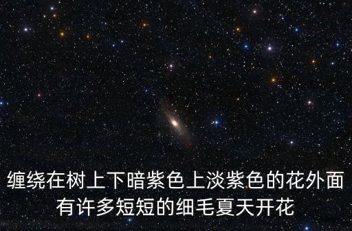 纏繞在樹上下暗紫色上淡紫色的花外面有許多短短的細(xì)毛夏天開花