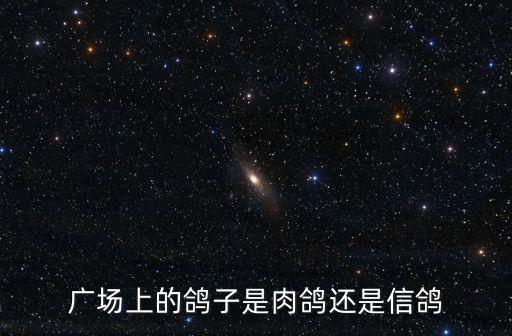 廣場鴿，廣場鴿怎樣馴養