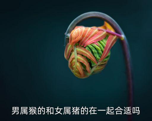 男屬猴的和女屬豬的在一起合適嗎