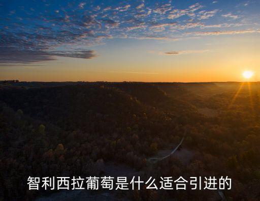 西拉葡萄，智利西拉葡萄是什么適合引進的