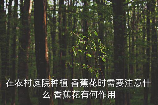 在農村庭院種植 香蕉花時需要注意什么 香蕉花有何作用