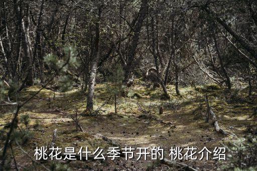 桃花的介紹,桃花運勢與你有何差別?