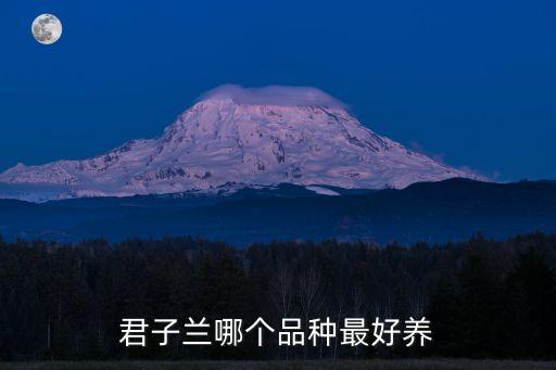 君子蘭哪個品種最好養