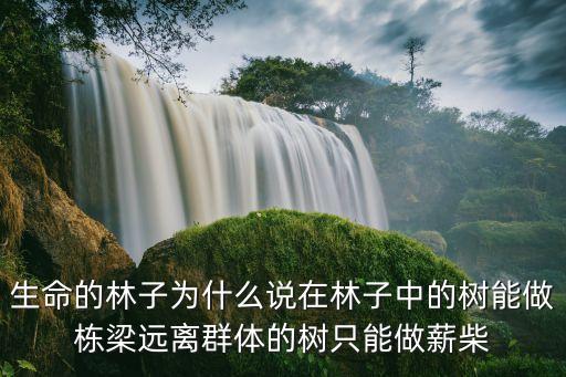 生命的林子為什么說在林子中的樹能做棟梁遠離群體的樹只能做薪柴