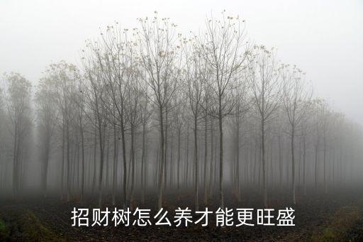 招財樹怎么養,陽光招財樹怎么養?一文看懂