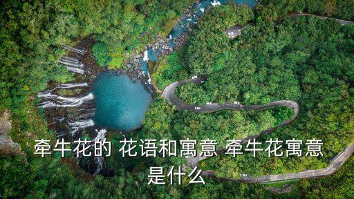  牽牛花的 花語和寓意 牽牛花寓意是什么