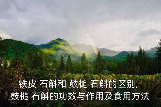 鐵皮 石斛和 鼓槌 石斛的區別, 鼓槌 石斛的功效與作用及食用方法