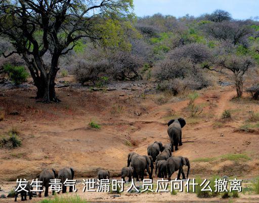 毒氣泄漏,確診后應立即用手帕口罩等物品保持口鼻清潔