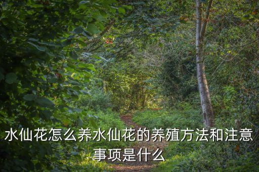 水仙花怎么養水仙花的養殖方法和注意事項是什么