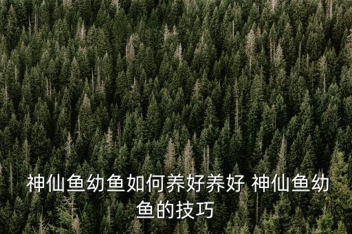 神仙魚怎么養(yǎng),神仙魚養(yǎng)殖注意事項