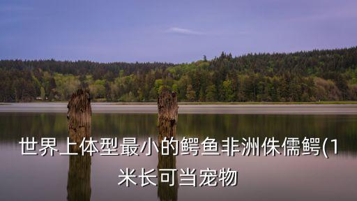 小鱷,進化出堅不可摧保護盾非洲俾格米鱷魚看起來更有質感