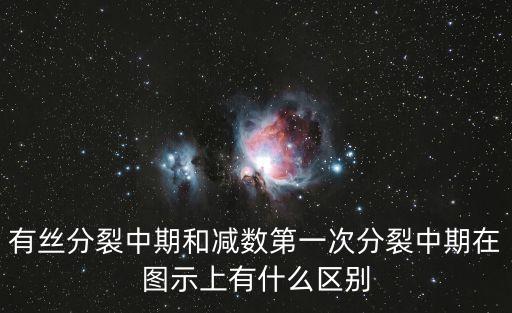 有絲分裂中期和減數第一次分裂中期在圖示上有什么區別