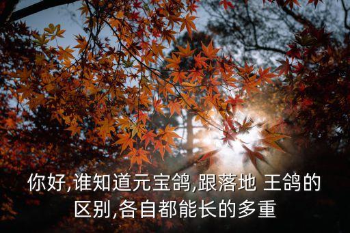你好,誰知道元寶鴿,跟落地 王鴿的區別,各自都能長的多重