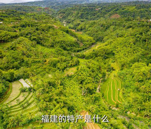 福建的特產是什么