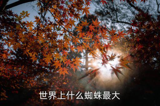 世界上什么蜘蛛最大