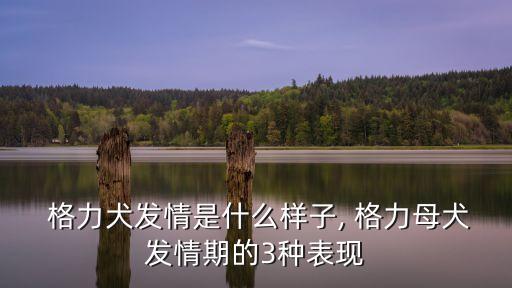  格力犬發情是什么樣子, 格力母犬發情期的3種表現