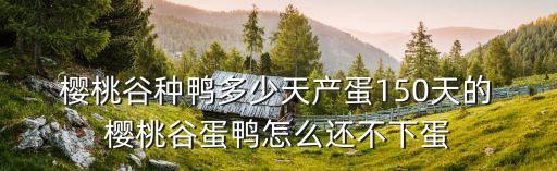  櫻桃谷種鴨多少天產蛋150天的 櫻桃谷蛋鴨怎么還不下蛋