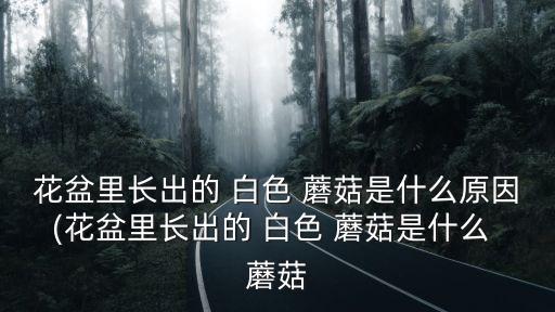 白色蘑菇,盤點蘑菇王的來歷