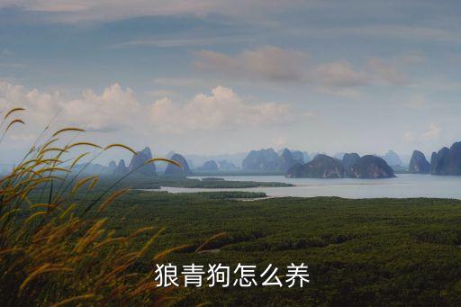 狼青狗,選擇狼青犬的理由:適應性強生存能力強
