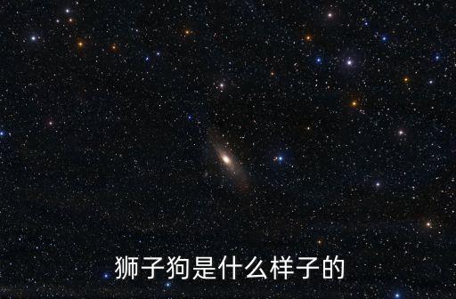 獅子狗,關于獅子狗你知道答案嗎?