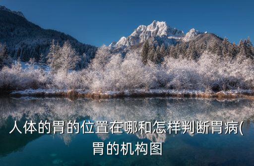 人體的胃的位置在哪和怎樣判斷胃病(胃的機構(gòu)圖