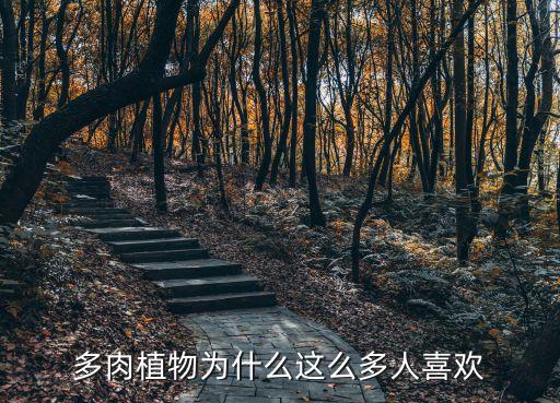 多肉植物為什么這么多人喜歡