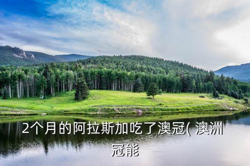 2個月的阿拉斯加吃了澳冠( 澳洲 冠能