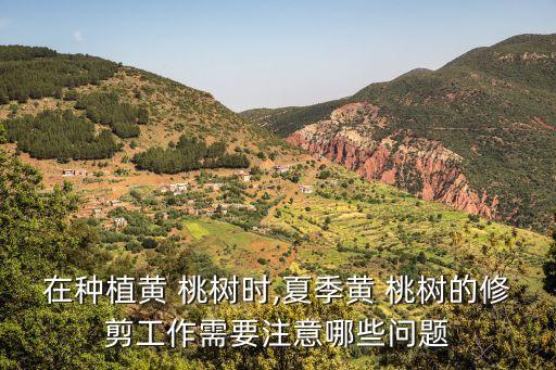 黃桃樹,黃桃樹生長過度需要修剪下來幾個葉子