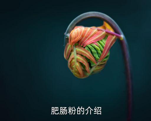  肥腸粉的介紹
