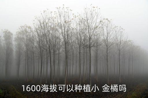 小金橘,金桔禁止糖尿病患者可種小金橋