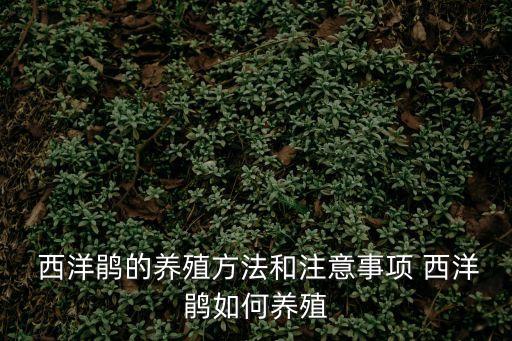  西洋鵑的養殖方法和注意事項 西洋鵑如何養殖