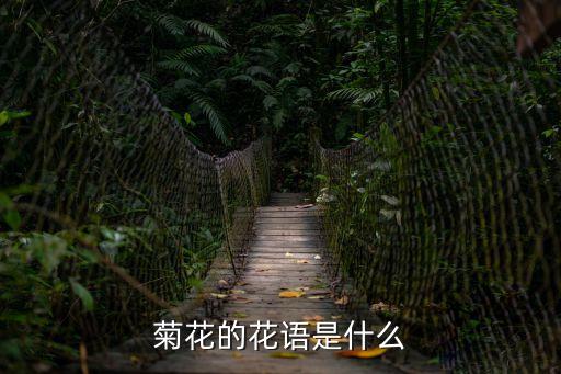 菊花代表什么花語，菊花的花語