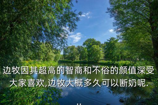 小邊牧,幼犬狗糧營養豐富價格或在5000元左右