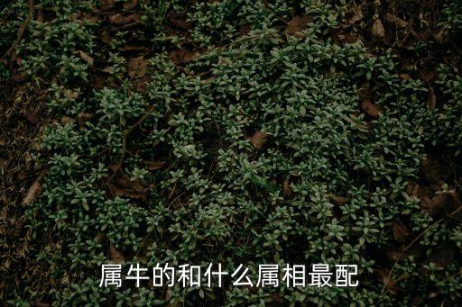 屬牛的和什么屬相最配