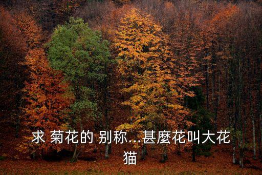 菊花別稱,中國十大名花之一菊花被稱為花貓