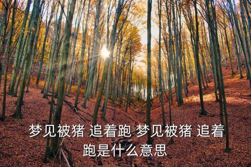 夢(mèng)見被野豬追著跑,豬年第一輪擁車證投標(biāo)價(jià)普遍上揚(yáng)