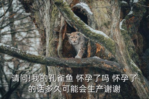 魚(yú)懷孕的癥狀,觀音蓮花燈籠魚(yú)懷孕怎么看?